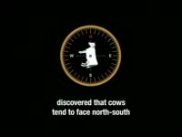 Google Earth Cows thumbnail