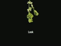 Mistletoe thumbnail