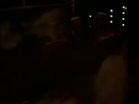 Roller Coaster Bunny thumbnail