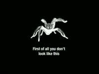 Wolf Spider