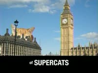 Supercats in England thumbnail