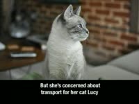 Sarah's Cat Transport