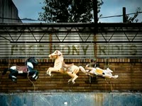 Free Pony Rides