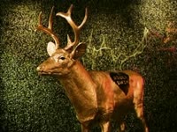 Gold AS Deer