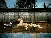 Free Pony Rides v2