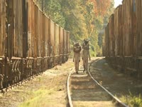 Owls: Railroad Walk