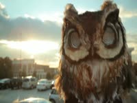 Owls: Parking Lot Stare thumbnail