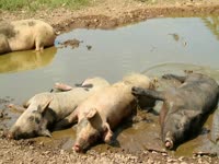 Animals: Pigs in Mud thumbnail