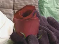 Fusing Roses thumbnail