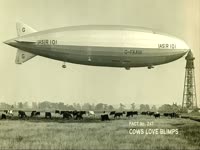 Cows Love Blimps thumbnail