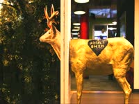 Gold Deer in Wall thumbnail