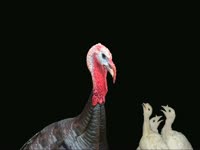 Turkey's Revenge thumbnail