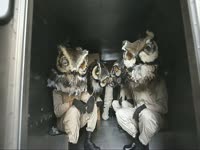 Owls: In a Truck thumbnail