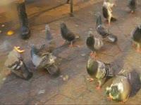 Owls: Feeding Pigeons thumbnail
