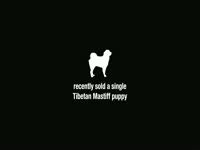 Tibetan Mastiff Puppy