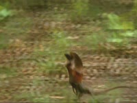 Animals: Frilled Lizard Scream thumbnail