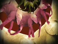 Elephant Spiral thumbnail