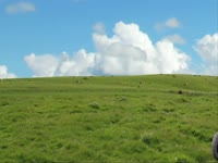 Cows on Robot Tractor thumbnail