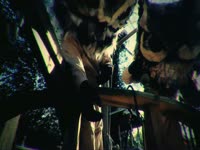 Owls: Anchor thumbnail