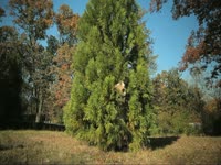 Owls: Hiding in Tree thumbnail