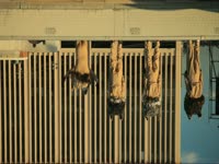 Owls: Upside Down thumbnail