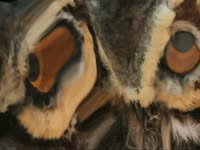 Owls: Wobbly thumbnail