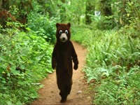 Bear Costume Attack thumbnail