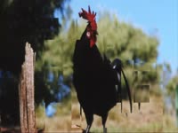 Morphing: Rooster thumbnail