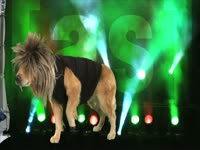 Animals: Dog Shakes Off Wig thumbnail