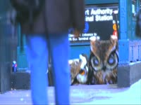 Owls:  Downtown thumbnail