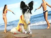 Animals: Beach Dog thumbnail