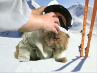 Animals: Ski Cat thumbnail
