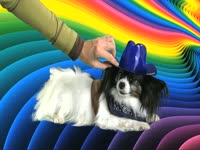 Animals: Doggie Hat thumbnail