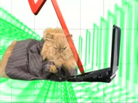 Animals: Stocks Cat thumbnail