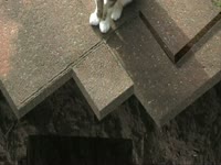 Animals: Kitty Hell thumbnail