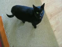 Animals: Cat Remix thumbnail