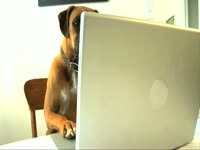 Animals: Dog on Laptop thumbnail