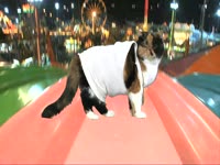 Animals: Cat on Slide