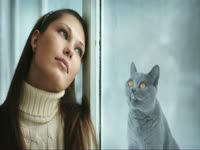 Animals: Cat Licks Window thumbnail