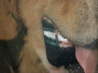 Animals: Dog Hair Chroma thumbnail