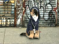 Animals: Gangsta Cat