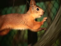 Animals: Getting Closer thumbnail