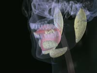 Chew and Swallow thumbnail