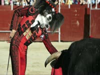 Animals: Dog Matador thumbnail