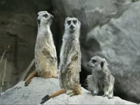 Morphing: Meerkats