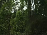Morphing: Falling Tree thumbnail