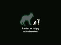 Radioactive Wolf Testing thumbnail