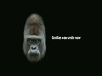 Gorillas Can Smile thumbnail