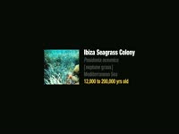 Oldest Living Things Pics thumbnail