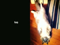 Williams St Pet Pics thumbnail